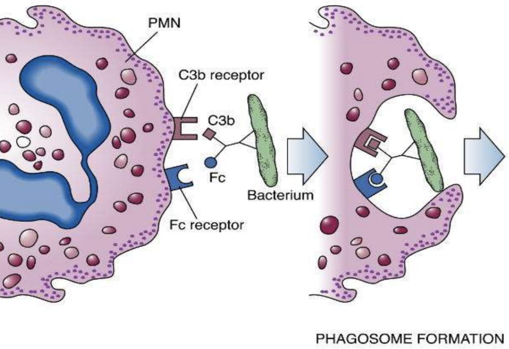 <p>Engulfment and digestion of foreign material or bacteria by neutrophils or macrophages.</p>