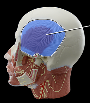 <p>Temporalis ; Elevation and retraction of mandible</p>