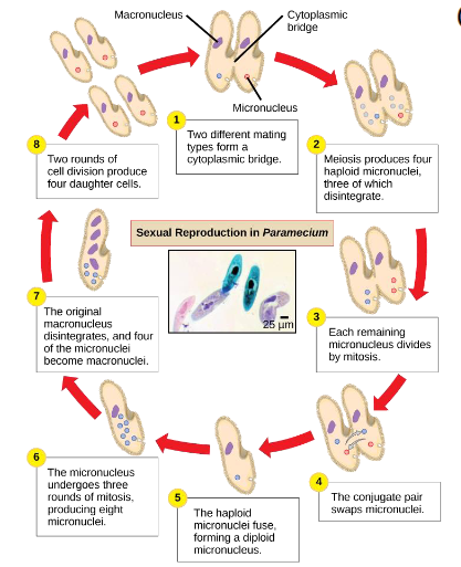 <ol><li><p>Two different mating types form a cytoplasmic bridge.</p></li><li><p><strong>Meiosis</strong> produces four haploid micronuclei, three of which disintegrates </p></li><li><p>each remaining micronucleus divides by <strong>mitosis</strong></p></li><li><p>The conjugate pair swaps micronuclei</p></li><li><p>The haploid micronuclei fuse. forming a diploid micronucleus </p></li><li><p>The micronucleus undergoes three rounds of <strong>mitosis</strong>, producing eight micronuclei </p></li><li><p>The original macronucleus disintegrates, and four of the micronuclei become macronuclei</p></li><li><p>Two rounds of cell division produce four daughter cells</p></li></ol>