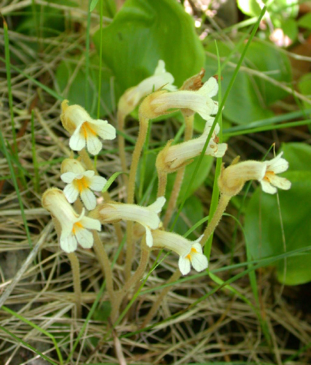 <ul><li><p>non-photosynthetic bracts or leaves</p></li><li><p>only is aboveground when flowering</p></li><li><p>holoparasitic</p></li></ul><p>Genus</p>