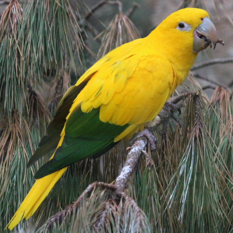 <p>Status: VU</p><p>Family: Psittacidae</p><p>neotropical</p>