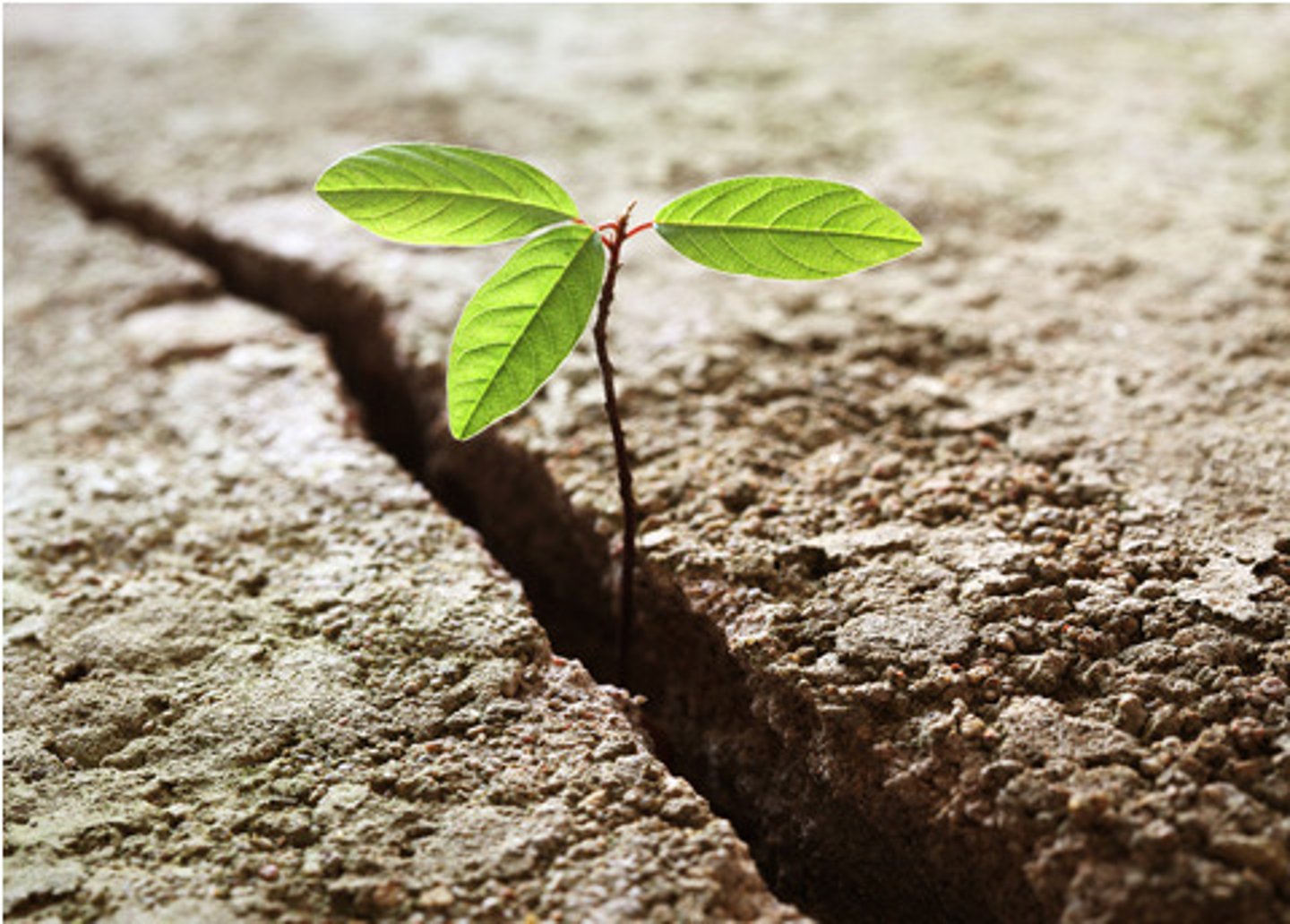 <p>kiên cường; đàn hồi | Ex: Children are resilient.</p>