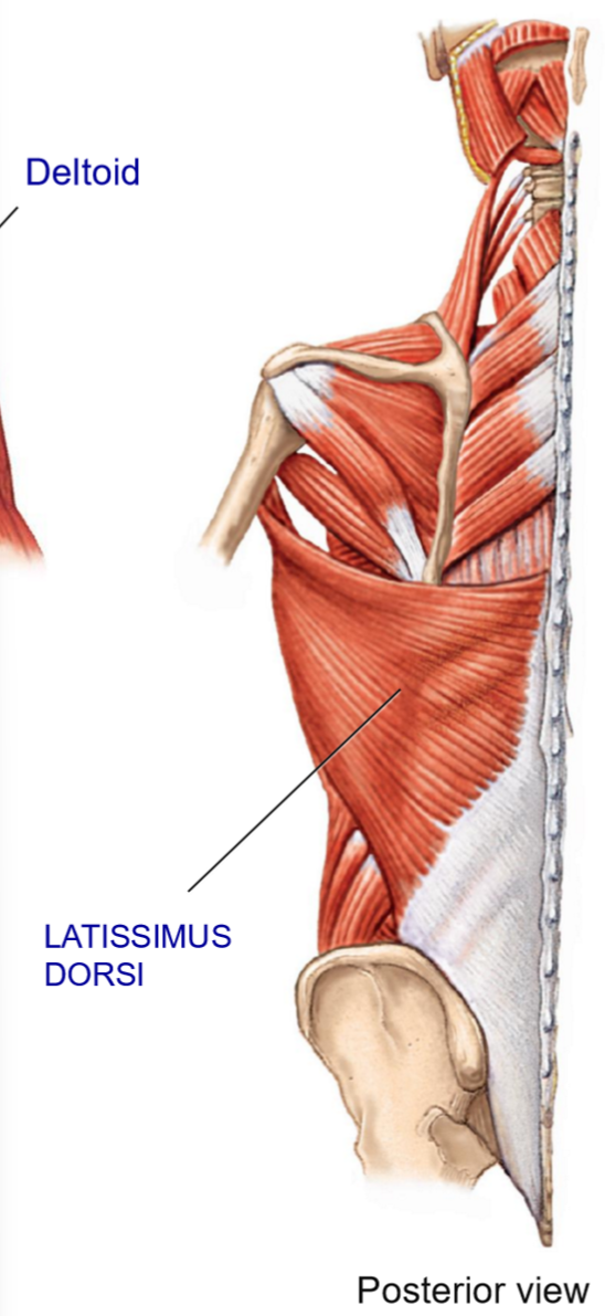 <p>Lats - Structure + Movements</p>