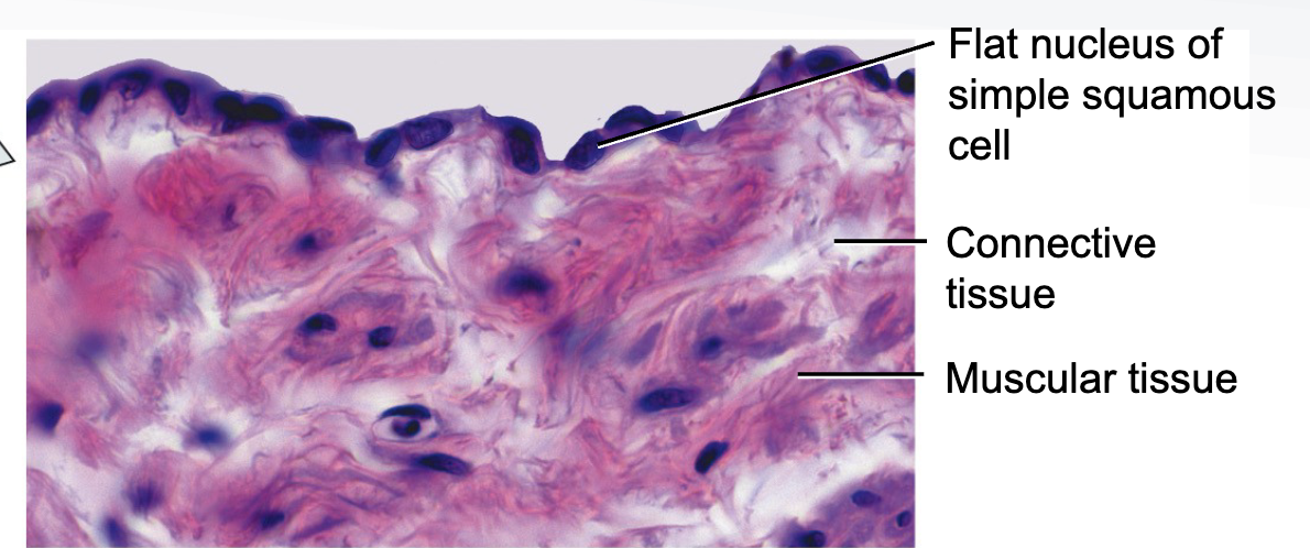 <ul><li><p>lines blood vessels, alveoli of lungs, parts of kidney tubules</p></li><li><p>function: absorption, secretion, exchange</p></li><li><p>LINES ALL BLOOD VESSELS</p></li></ul><p></p>