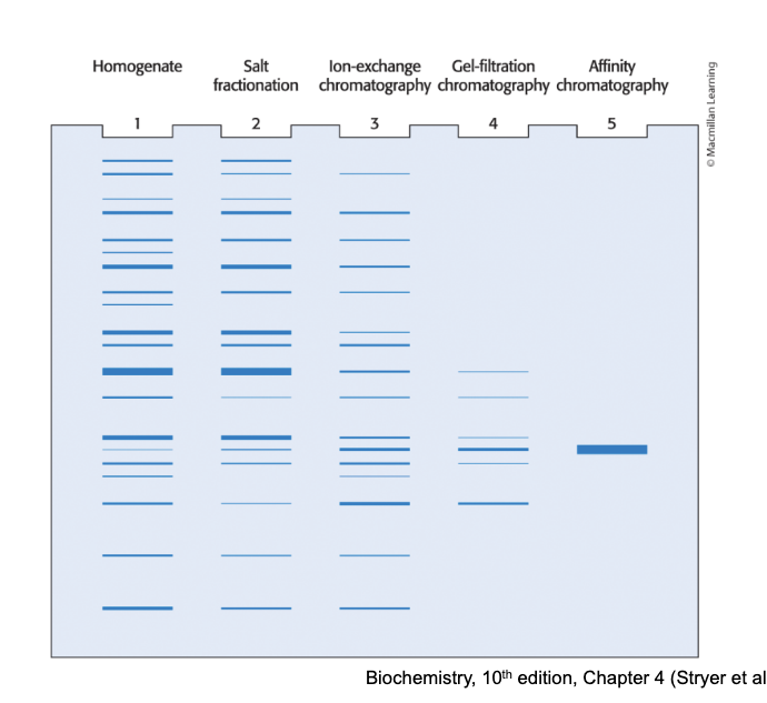 <ul><li><p>at each step of protein purification scheme, the sample was analyzed be SDS-PAGE</p></li><li><p>each lane contained 50 micrograms of sample</p></li><li><p>the effectiveness of the purification can be seen as the band for the protein of interest becomes <strong>more prominent </strong>relative to other bands</p></li></ul><p></p>