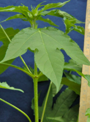<p>Giant ragweed&nbsp;(Asteraceae)</p>