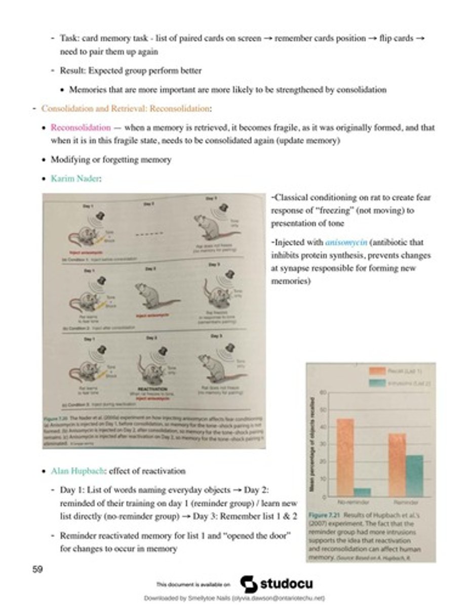 <p>Reconsolidation is the process where a retrieved memory becomes fragile and needs to be consolidated again.</p>