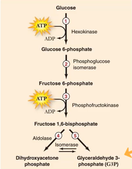 <p>(1) Hydrolysis, (2) ATP</p>