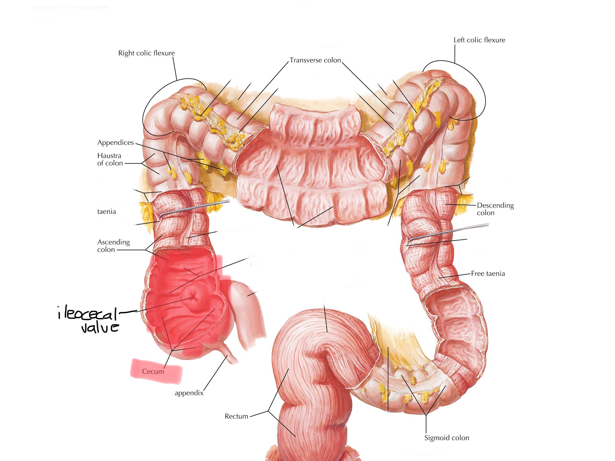 knowt flashcard image