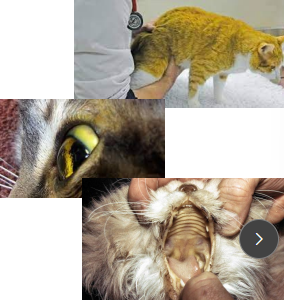 <p>GIT feline lymphoma </p>