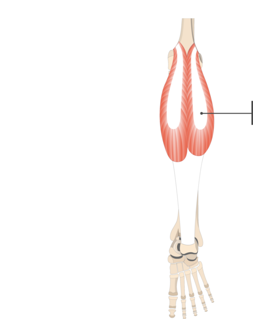 <p></p><p>origin: lateral condyle of tibia</p><p>insertion: calcaneus</p>