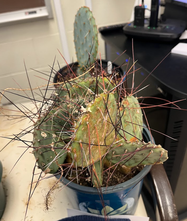 <ul><li><p>yellow, orange, red flowers</p></li><li><p>most common type of cacti</p></li><li><p>SETS FRUIT</p><ul><li><p>edible for wildlife and humans</p></li></ul></li></ul><p></p>