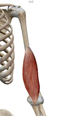 <p>Brachial</p>
