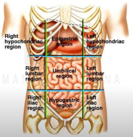 
1. right hypochondriac reion
2. epigastric region
3. left hypochondriac region
4. right lumbar region
5. umbilical region
6. left lumbar region
7. right iliac region
8. hypogastric region
9. left iliac region