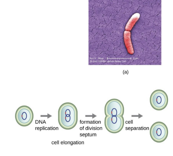 <p>A process where one bacterial cell divides into two identical daughter cells.</p>