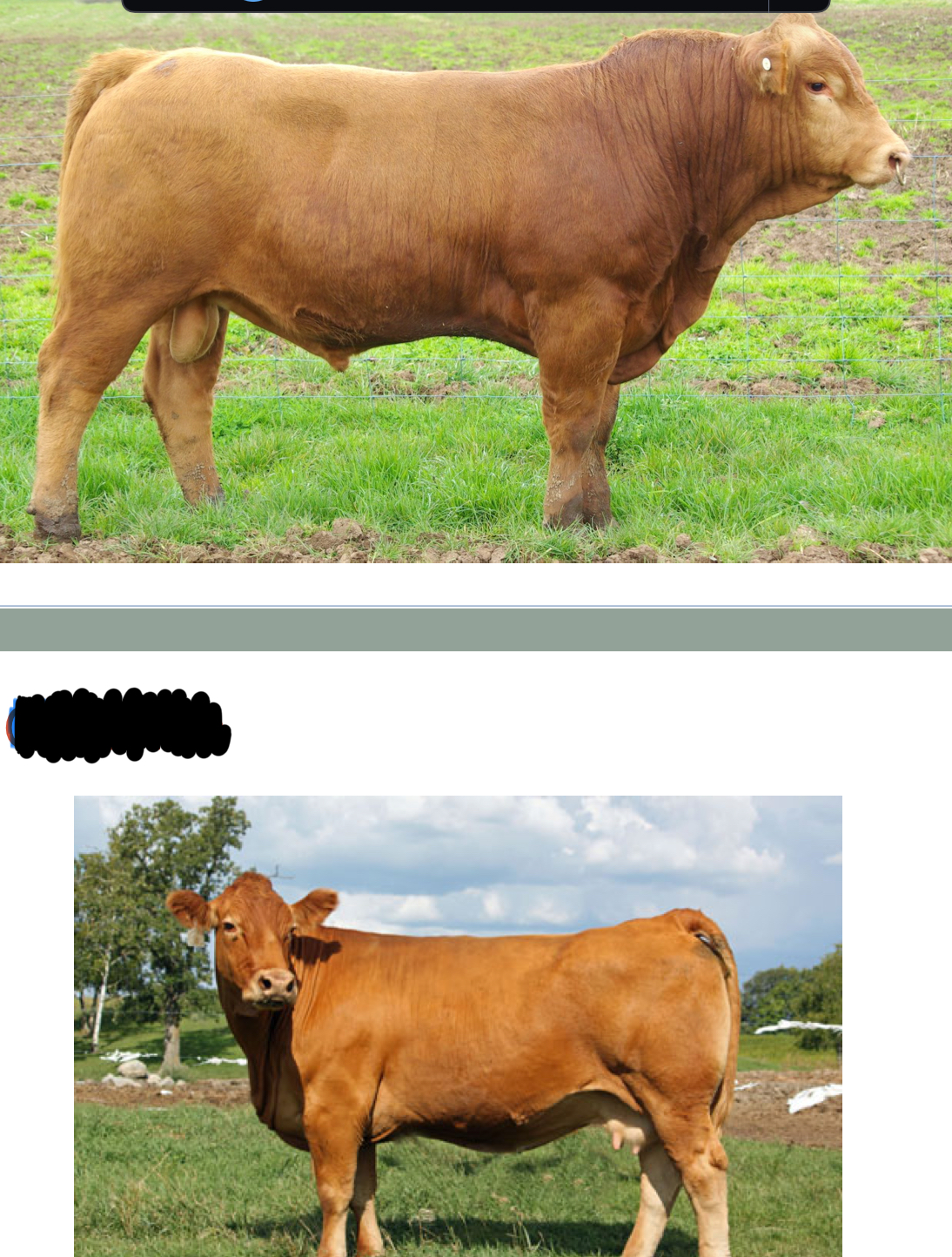 <p>What breed ?</p>