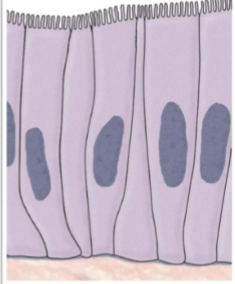 <p>what is this tissue type</p>