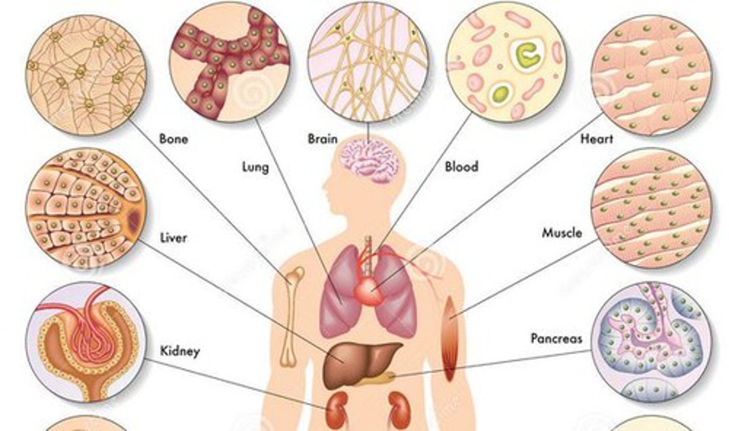 <p>Body cells; any cells in the body other than reproductive cells Examples include skin, liver, blood, muscle, nerve</p>