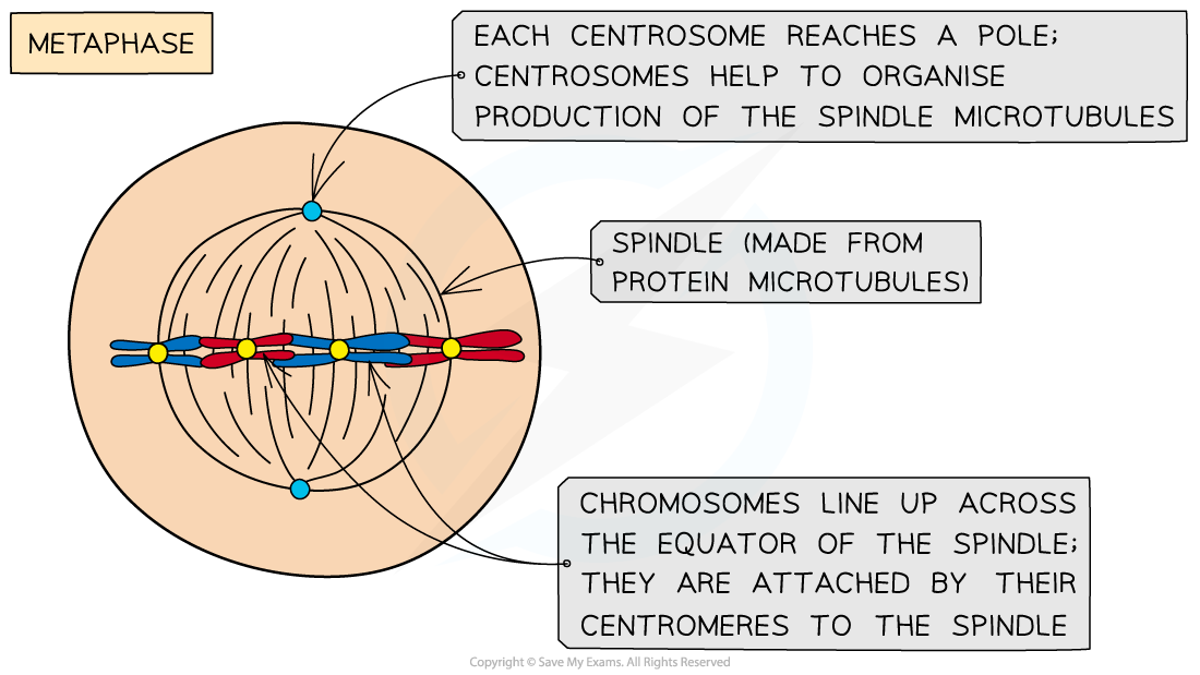 <p>The <strong>chromosomes line up</strong> along the <strong>middle</strong> of the cell and become <strong>attached</strong> to the <strong>spindle</strong> by their <strong>centromere</strong>.</p>