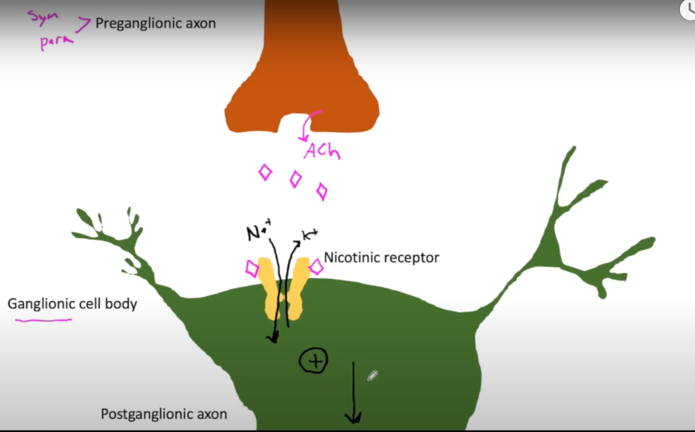 <p>-type of <u>cholinergenic receptor</u> (binds Ach) in <u>parasymp</u></p><p>-<u>found on all postganglionic cell bodie</u>s in ANS (parasym and sym)</p><p>-<u>found on neuron</u>, not effector organ</p><p>-when Ach binds, it opens cation channel. more Na in than K out leads to cell depolarization, AP</p>