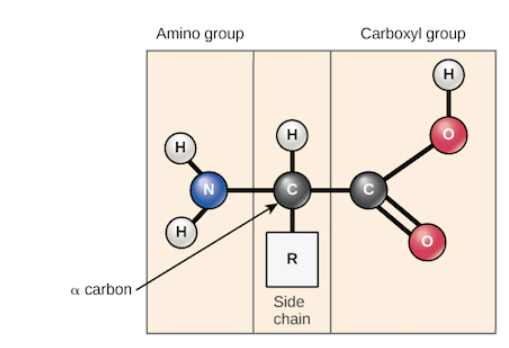 <p>Joined by peptide (covalent) bonds (condensation polymerase reaction, involving a removal of water). Building blocks of proteins.</p>