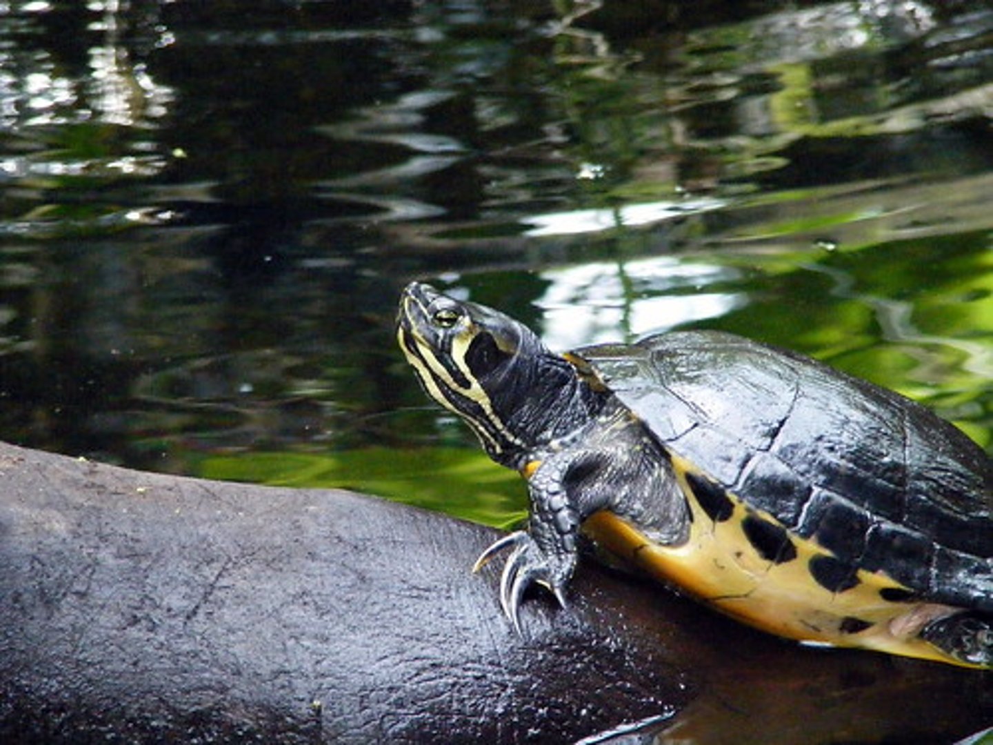 <p>12.5-30.5cm in length</p><p><strong>Vertical yellow lines on pleural scutes</strong></p><p>Yellow plastron</p><p>More domed shell</p><p><strong>Yellow mark behind the eyes</strong></p><p><strong>Posterior thighs barred vertically with yellow and black</strong></p>