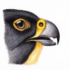 <p>‘tooth’ near base of the mandible </p><p>trogon</p><p>falcon </p>