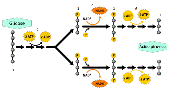<p>b)Glicólise</p><p>Durante a glicólise é necessária a utilização de duas moléculas ATP</p>