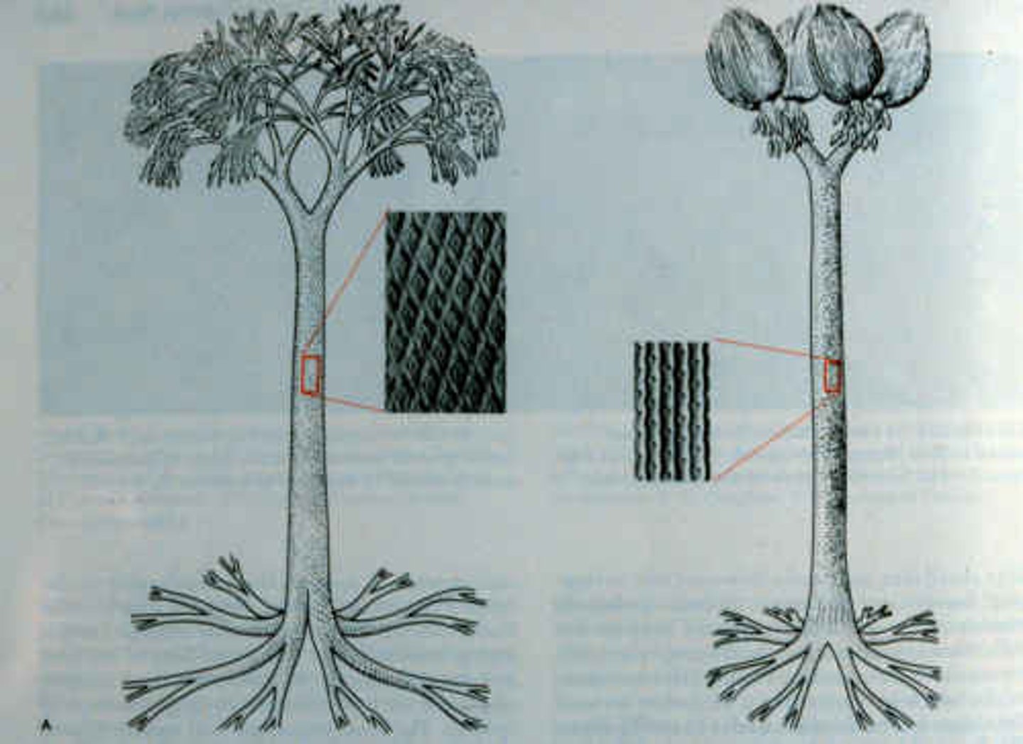 <p>first plants that formed true leaves and roots.</p>