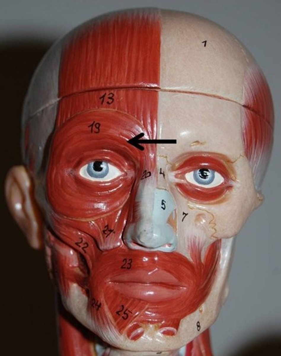<p>Ring muscle of the eye socket</p><p>action: closes the eyes</p>
