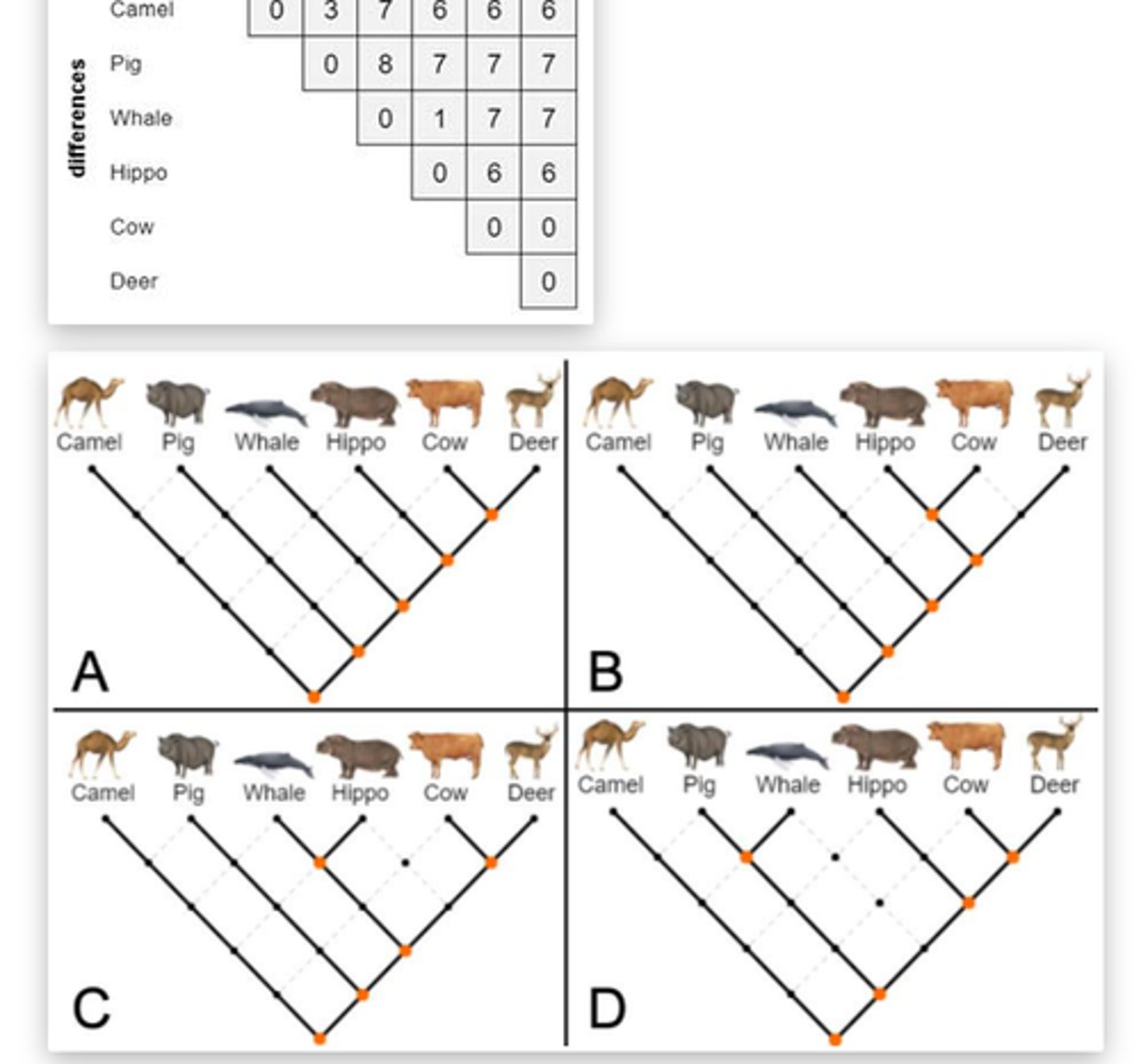 <p>uses DNA or amino acids sequences to determine relationships between organisms, quantitative data is used to classify organisms</p>