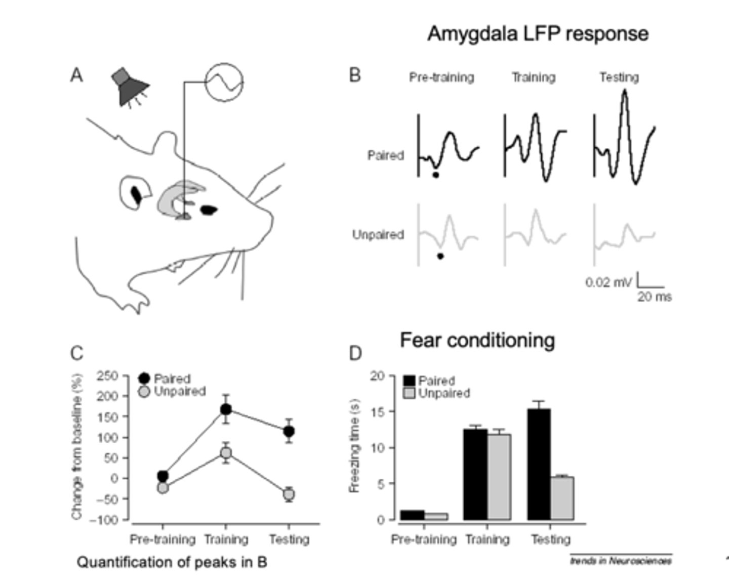 <p>- Structure A = hippocampus</p><p>- Structure B = amygdala</p><p>- slice: small bit of neural tissue (without interference from other brain parts)</p><p>- stimulate A, record potential in amygdala (B)</p><p>- found that driving <span style="text-decoration:underline">presynaptic</span> neuron causes drive in <span style="text-decoration:underline">postsynaptic</span> neuron as well</p>