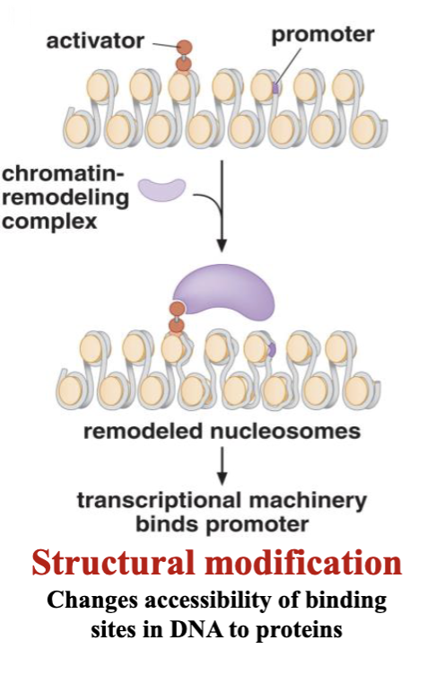 <p>changes accessibility of binding sites in DNA to proteins by remodeling nucleosomes</p><ul><li><p>loosens promoter region</p></li></ul><ul><li><p>chromatin remodeling complex</p></li></ul>