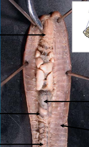 <p>earthworm dissection</p>
