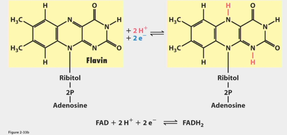 <ul><li><p>used when available free energy can’t reduce NAD<sup>+</sup></p></li><li><p><strong>less</strong> ΔGº’ required than NAD<sup>+</sup> → NADH (43.4 kcal/mol vs. 52.6)</p></li><li><p>reduced to FADH<sub>2</sub></p></li></ul><p></p>