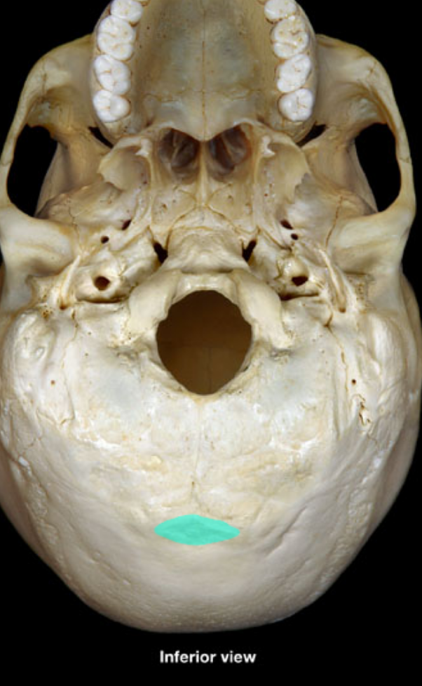 <p>what is highlighted/occipital</p>