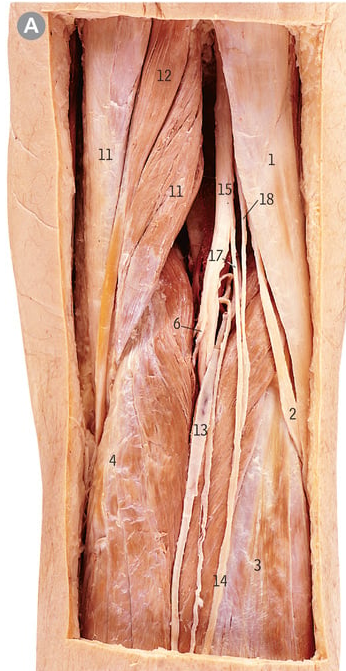 <p>13</p>