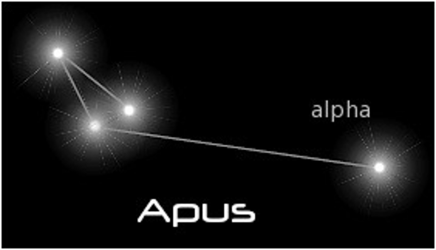 <p>bird of paradise / brightest star: Alpha Apodis (α Aps)</p>