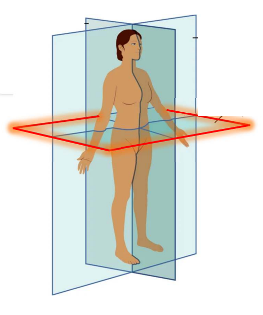 <p>It divides the body or organ horizontally into super and inferior sections. This plane produces images referred to as cross sections</p>