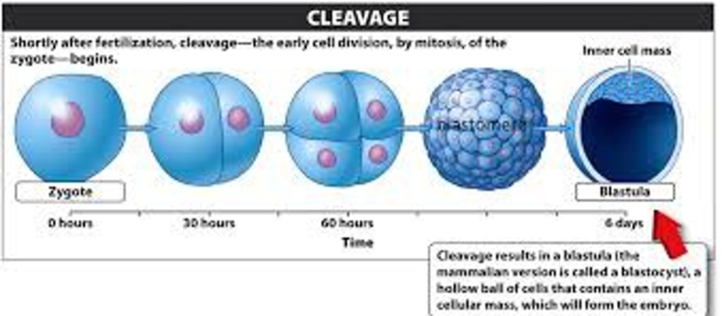 <p>• The rapid series of mitotic cell divisions a zygote after fertilization</p><p>• Creates a ball of cells called a morula and eventually a blastula</p>