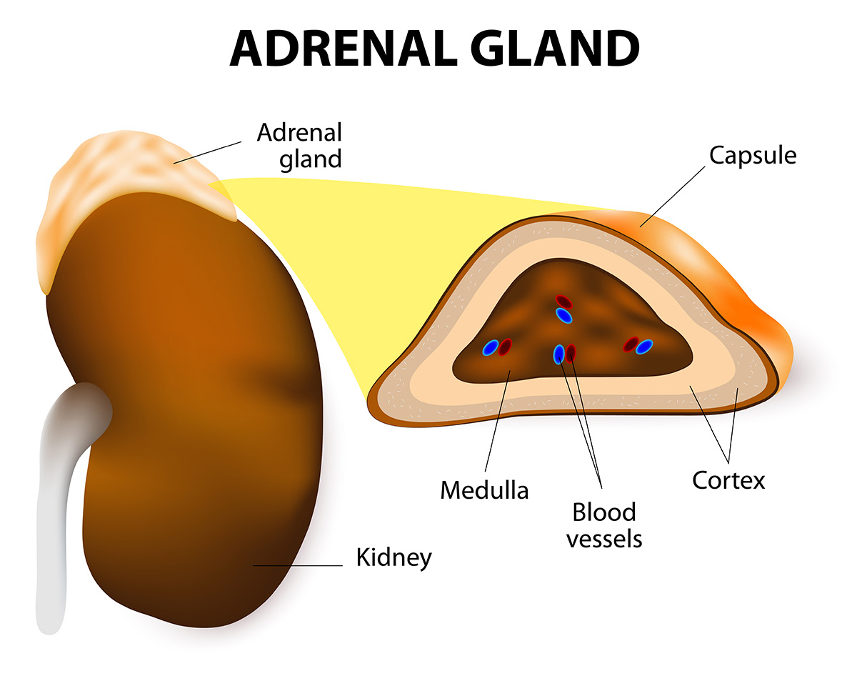 <p>Adrenal glands</p>