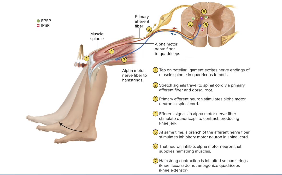 <p>Stretch Reflex</p>