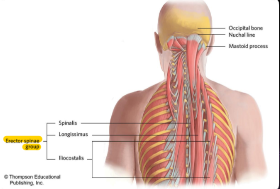 Comprises Spinalis, Longissimus, and iliocostalis.

Function: Extends and laterally flex spine, and head (longissimus).