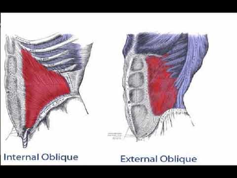 <p>Ant trunk</p><p>O: ext surface ribs 5-12</p><p>I: iliac crest, pubic tubercle, abdominal aponeurosis</p><p>A: rot to opposite side</p>