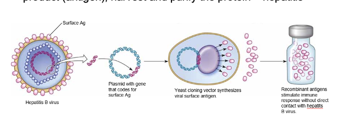 <ul><li><p>insert genes for pathogen’s antigen into plasmid vector → clone them in an appropriate host → stimulate the clone host to synthesize and secrrete a protein product (antigen) → harvest and purify the protein.</p></li></ul><p>ex. hep B</p><p></p>