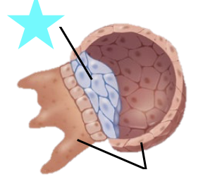 <p>What structure is shown?</p>