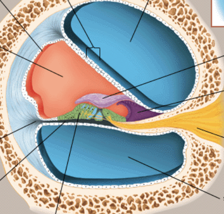 <p>label all colored structures of the cochlear anatomy</p>