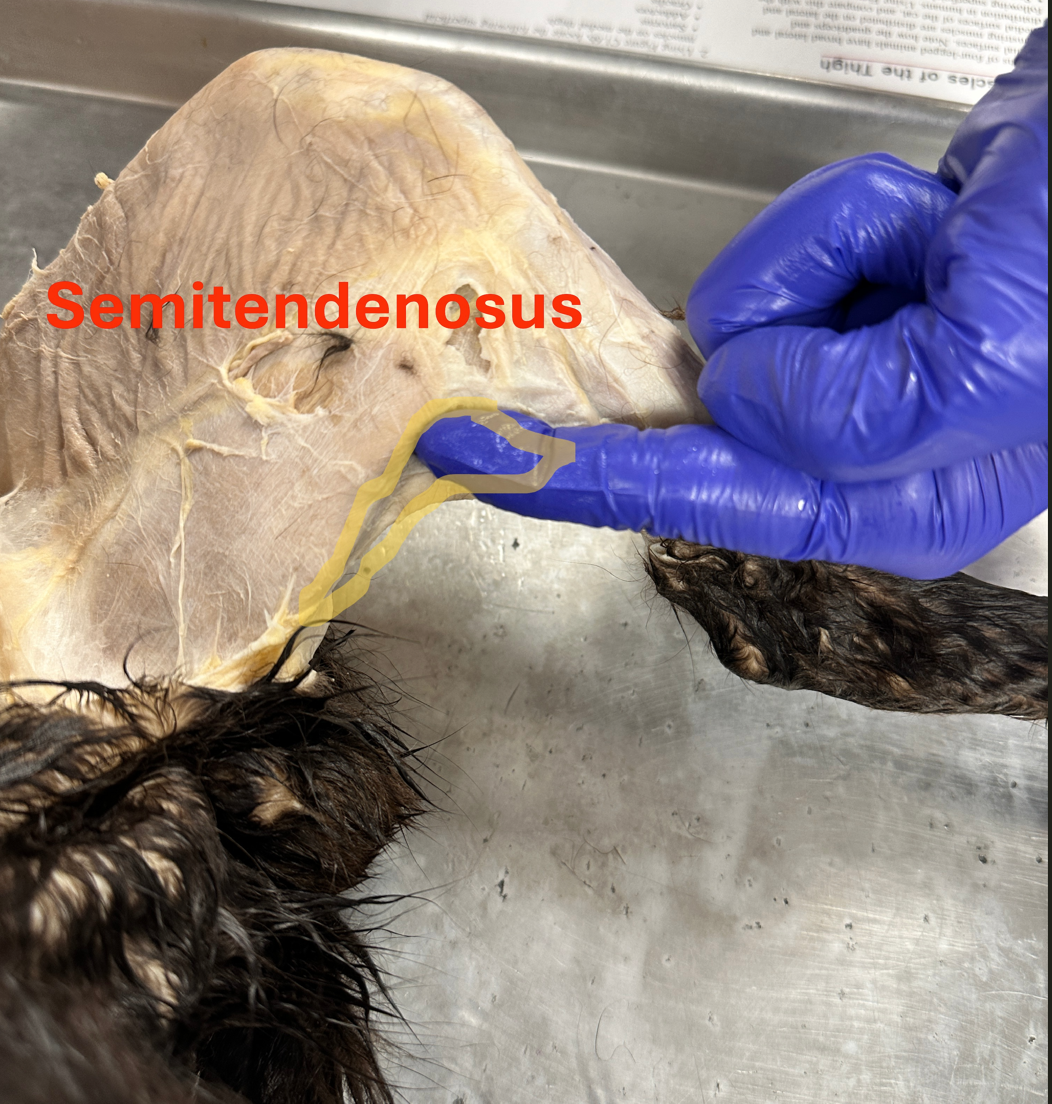 <p>Semitendenosus (<span>sem-i-ten-di-no-sus) </span><span style="line-height: 36px;">(Anterior hind limb muscles)</span></p>