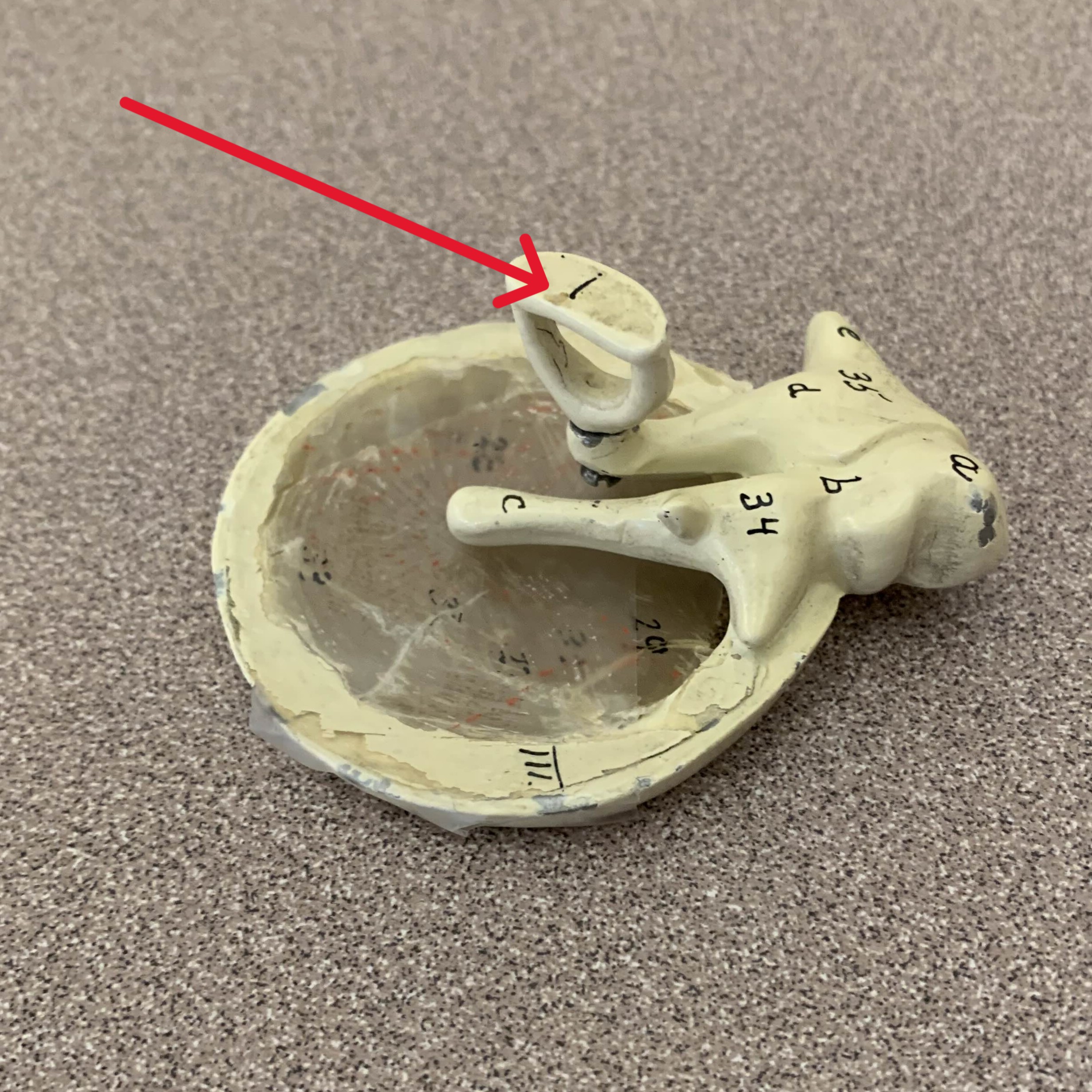 <p>Which bone of the ear is:</p><ul><li><p>Stirrup-shaped</p></li><li><p>Set on oval window</p></li></ul><p></p>