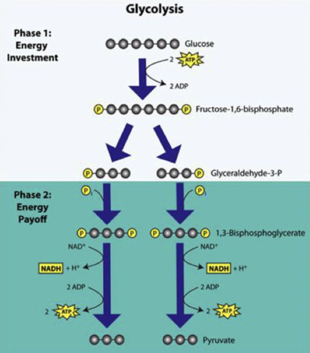 <p>1. Preparatory (Investment) Phase - first 5 rxns</p><p>2. Payoff Phase - last 5 rxns</p>